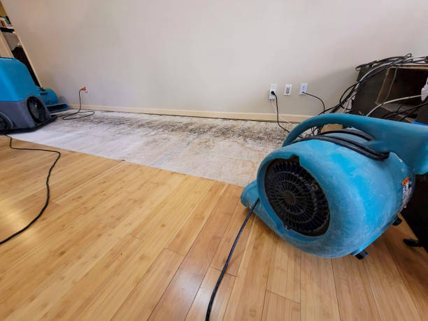 Professional Water Damage Repair technician working in Honey Creek, IA